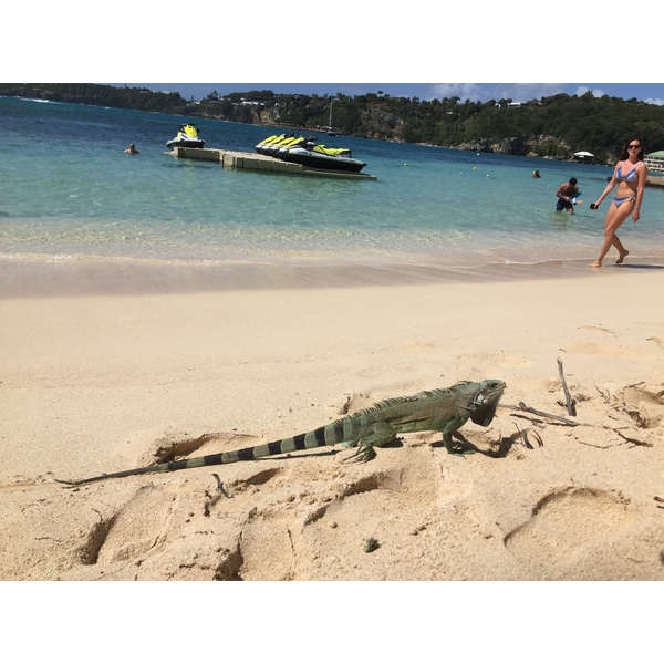 照片 瓜德罗普(Guadeloupe) 卡拉维尔海滩(La Caravelle Beach) 2021-02 59