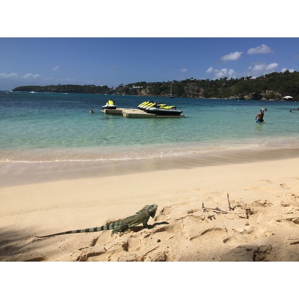 照片 瓜德罗普(Guadeloupe) 卡拉维尔海滩(La Caravelle Beach) 2021-02 75