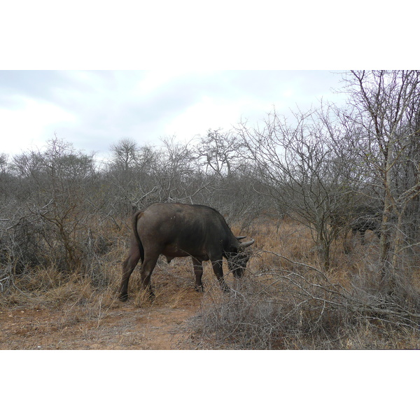 照片 南非(South Africa) 克鲁格国家公园(Kruger National Park) 萨布尔河(Sable River) 2008-09 4