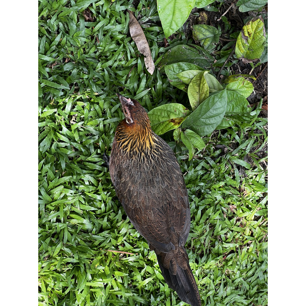 照片 新加坡(Singapore) 新加坡植物园(Singapore Botanic Gardens) 2023-01 103