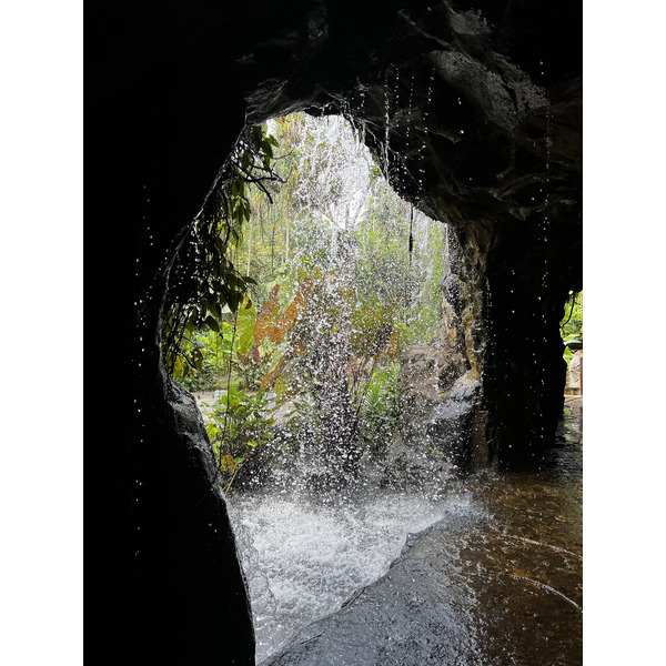 照片 新加坡(Singapore) 新加坡植物园(Singapore Botanic Gardens) 2023-01 54