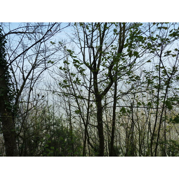 照片 法国(France) 圣米歇尔山(Mont St Michel) 2010-04 18
