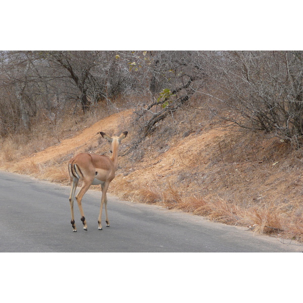 照片 南非(South Africa) 克鲁格国家公园(Kruger National Park) 2008-09 188