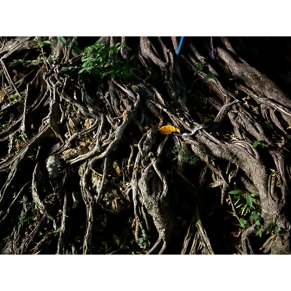 照片 泰国(Thailand) 大皮皮岛(Ko Phi Phi Don) 2021-12 35