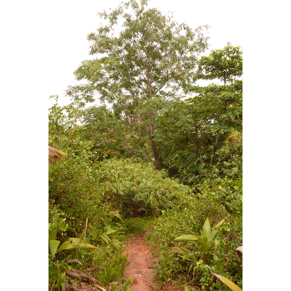 照片 塞舌尔(Seychelles) 拉齐奥湾(Anse Lazio) 2011-10 82