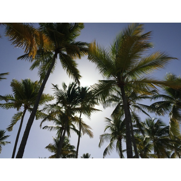 照片 瓜德罗普(Guadeloupe) 卡拉维尔海滩(La Caravelle Beach) 2021-02 60
