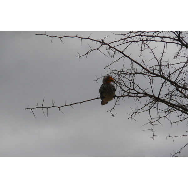 照片 南非(South Africa) 克鲁格国家公园(Kruger National Park) 2008-09 9