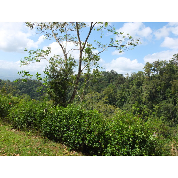 照片 哥斯达黎加(Costa Rica) 图里亚尔瓦(Turrialba) 2015-03 58