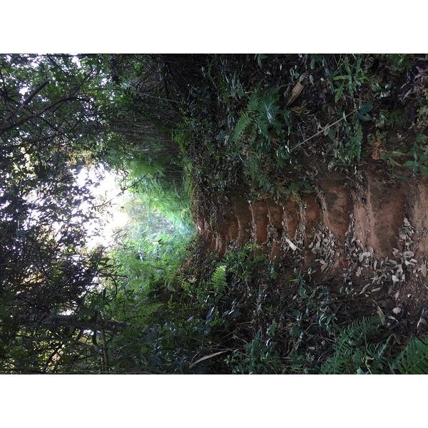 照片 泰国(Thailand) 普欣隆卡国家公园(Phu Hin Rong Kla National Park) 2014-12 412