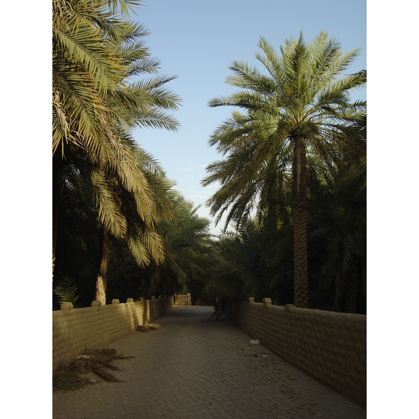 照片 阿联酋(United Arab Emirates) 艾因(Al Ain) 艾因绿洲(Al Ain Oasis) 2005-03 4