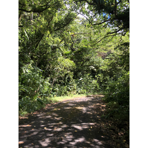 照片 瓜德罗普(Guadeloupe) 大苏弗里耶尔火山(La Grande Soufriere) 2021-02 18