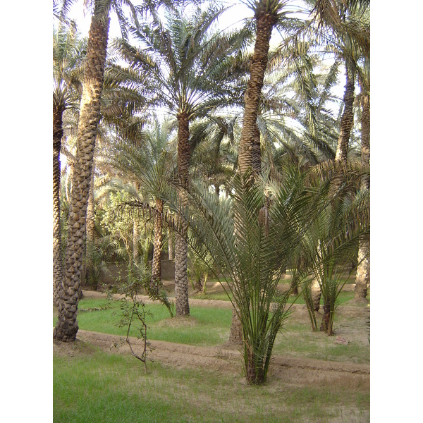 照片 阿联酋(United Arab Emirates) 艾因(Al Ain) 艾因绿洲(Al Ain Oasis) 2005-03 27