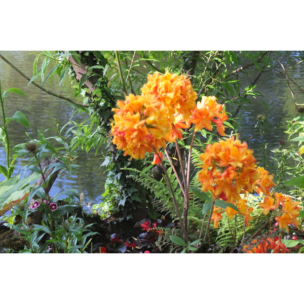 照片 法国(France) 吉维尼(Giverny) 2013-06 77