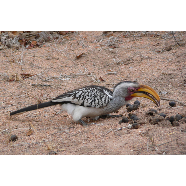 照片 南非(South Africa) 克鲁格国家公园(Kruger National Park) 姆蓬多(Mpondo) 2008-09 41