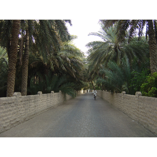照片 阿联酋(United Arab Emirates) 艾因(Al Ain) 艾因绿洲(Al Ain Oasis) 2005-03 30