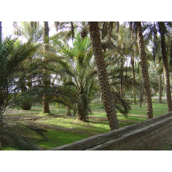 照片 阿联酋(United Arab Emirates) 艾因(Al Ain) 艾因绿洲(Al Ain Oasis) 2005-03 10