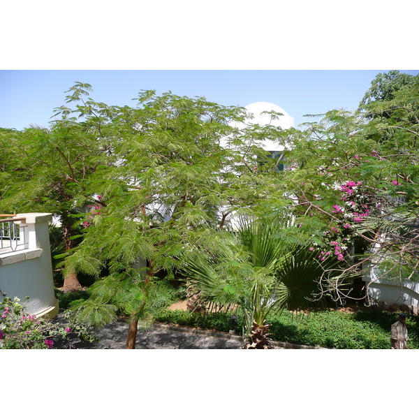 照片 埃及(Egypt) 沙姆沙伊赫(Sharm el Sheikh) 凯悦酒店(Hyatt Hotel) 2008-06 51