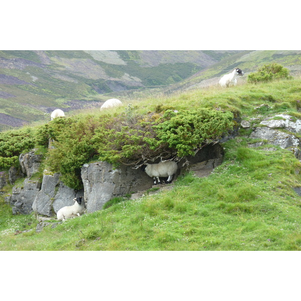 照片 英国(United Kingdom) 凯恩戈姆山国家公园(Cairngorms National Park) 2011-07 138