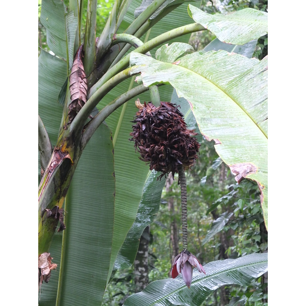 照片 哥斯达黎加(Costa Rica) 塔拉曼卡旧港(Puerto Viejo de Talamanca) 2015-03 49