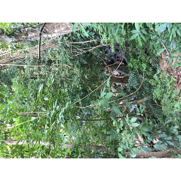 照片 泰国(Thailand) 普欣隆卡国家公园(Phu Hin Rong Kla National Park) 2014-12 218