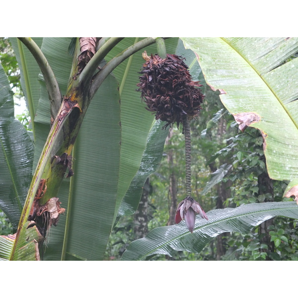 照片 哥斯达黎加(Costa Rica) 塔拉曼卡旧港(Puerto Viejo de Talamanca) 2015-03 47