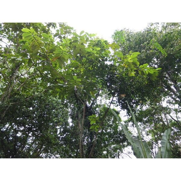 照片 哥斯达黎加(Costa Rica) 塔拉曼卡旧港(Puerto Viejo de Talamanca) 2015-03 34