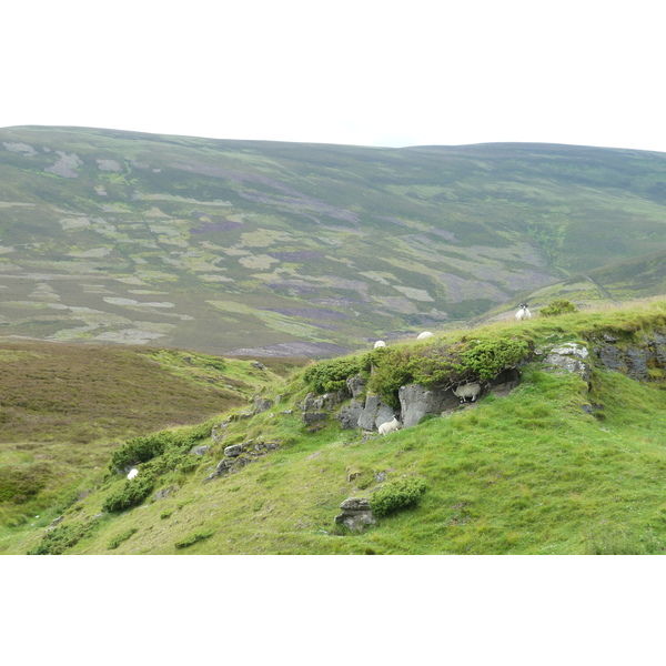 照片 英国(United Kingdom) 凯恩戈姆山国家公园(Cairngorms National Park) 2011-07 144