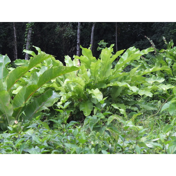 照片 哥斯达黎加(Costa Rica) 塔拉曼卡旧港(Puerto Viejo de Talamanca) 2015-03 22