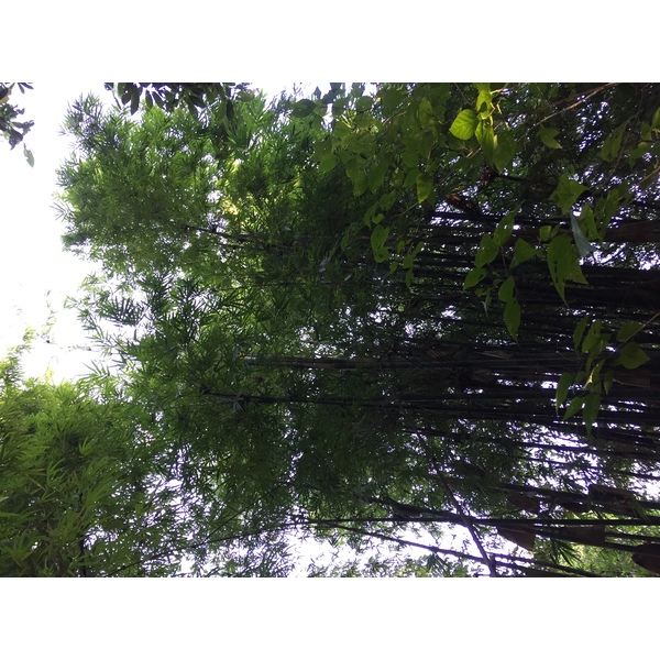 照片 泰国(Thailand) 普欣隆卡国家公园(Phu Hin Rong Kla National Park) 2014-12 181