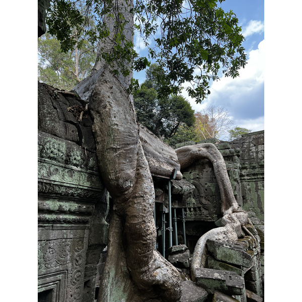 照片 柬埔寨(Cambodia) 暹粒(Siem Reap) 塔布茏寺(Ta Prohm) 2023-01 64
