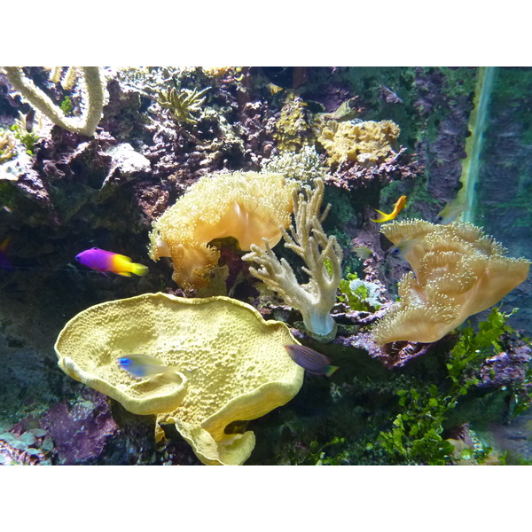 照片 法国(France) 勒克鲁瓦西克(Le Croisic) 海洋馆(Ocearium) 2009-10 8