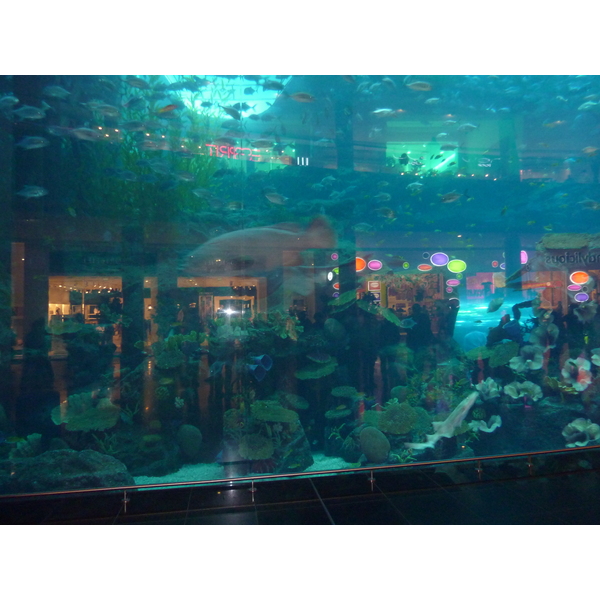 照片 阿联酋(United Arab Emirates) 迪拜(Dubai) 迪拜购物中心(The Dubai Mall) 2009-12 71
