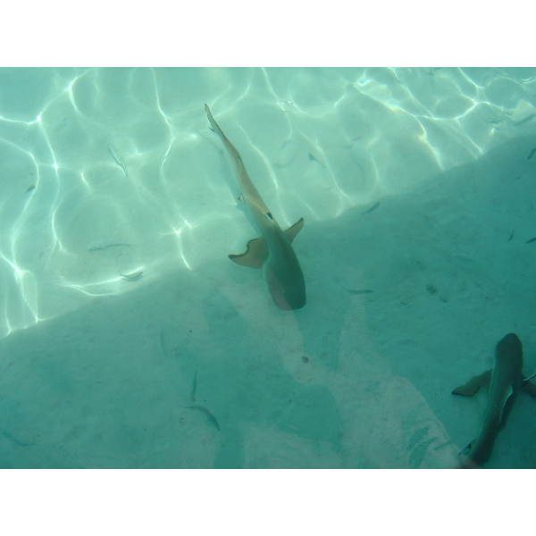照片 波利尼西亚(Polynesia) 莫雷阿岛(Moorea) 2006-04 181