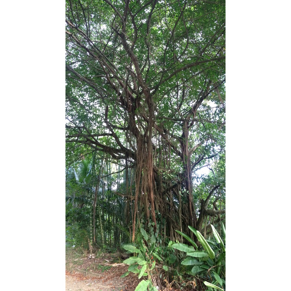 照片 哥斯达黎加(Costa Rica) 多米尼卡尔(Dominical) 2015-03 120