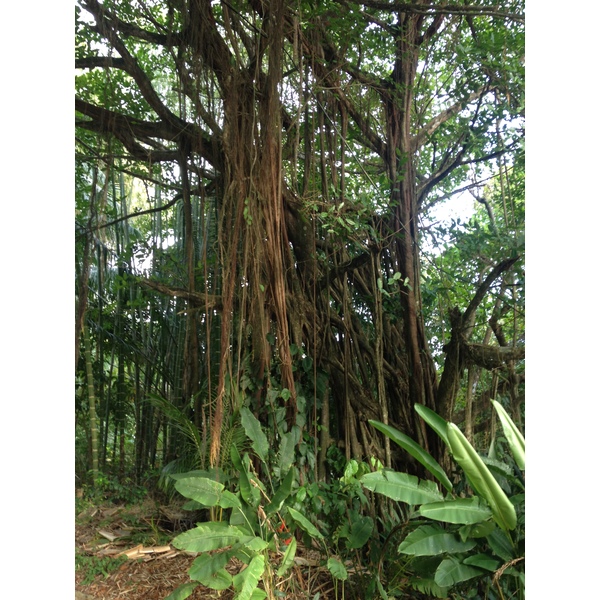 照片 哥斯达黎加(Costa Rica) 2015-03 28