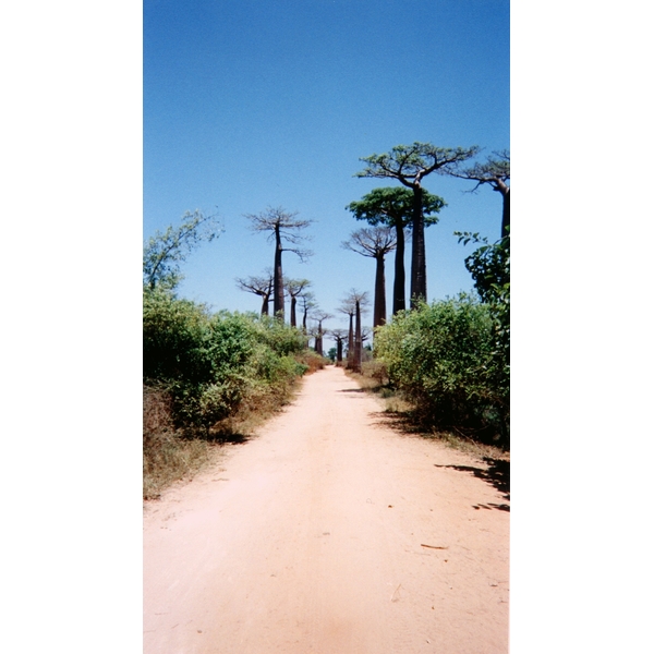 照片 马达加斯加(Madagascar) 穆龙达瓦(Morondava) 1999-10 18