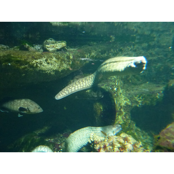 照片 法国(France) 勒克鲁瓦西克(Le Croisic) 海洋馆(Ocearium) 2009-10 7