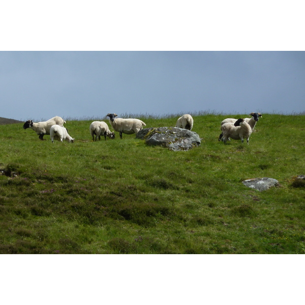 照片 英国(United Kingdom) 凯恩戈姆山国家公园(Cairngorms National Park) 2011-07 110