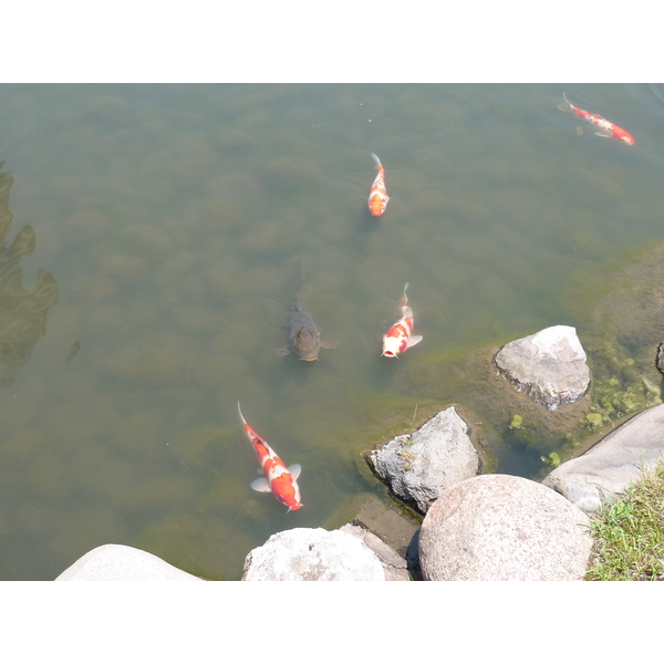 照片 日本(Japan) 东京(Tokyo) 旧芝离宫恩赐庭园(Kyu Shiba rikyu Gardens) 2010-06 17