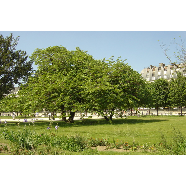 照片 法国(France) 巴黎(Paris) 杜乐丽花园(Garden of Tuileries) 2007-05 158