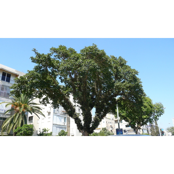 照片 以色列(Israel) 特拉维夫(Tel Aviv) 亚博廷斯基街(Jabotinsky Street) 2007-06 3