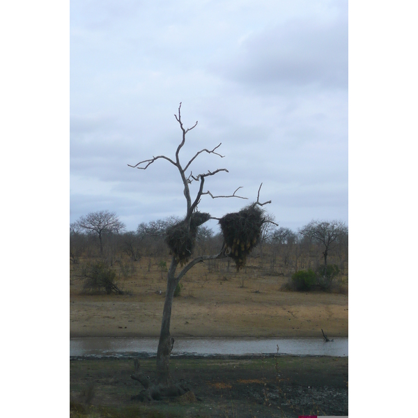 照片 南非(South Africa) 克鲁格国家公园(Kruger National Park) 2008-09 132