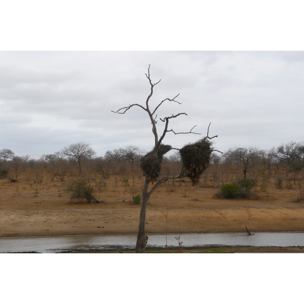 照片 南非(South Africa) 克鲁格国家公园(Kruger National Park) 2008-09 127