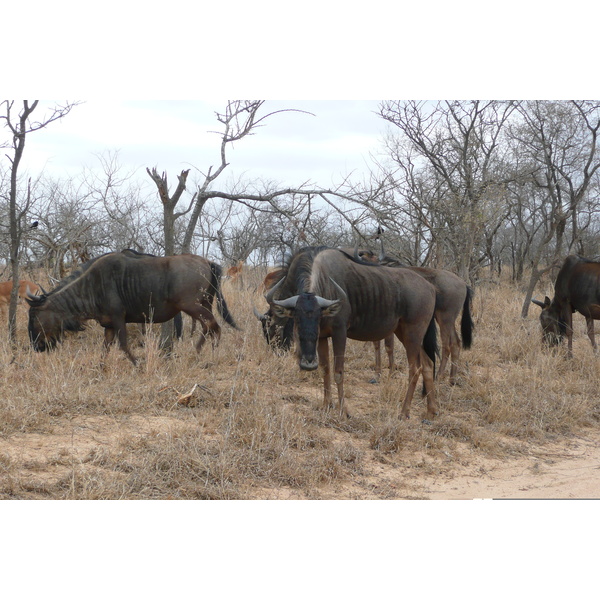 照片 南非(South Africa) 克鲁格国家公园(Kruger National Park) 2008-09 90