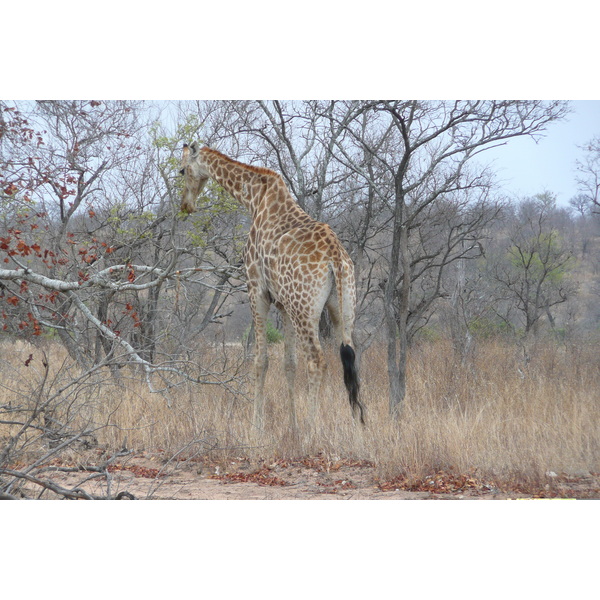 照片 南非(South Africa) 克鲁格国家公园(Kruger National Park) 2008-09 33