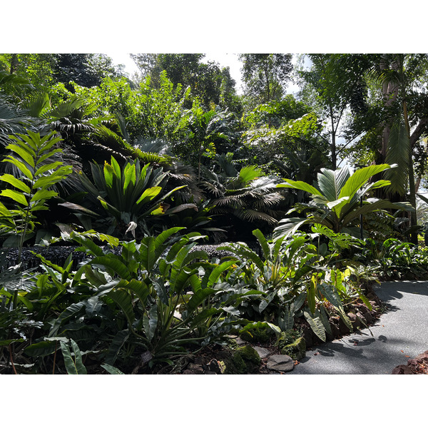 照片 新加坡(Singapore) 新加坡植物园(Singapore Botanic Gardens) 2023-01 25