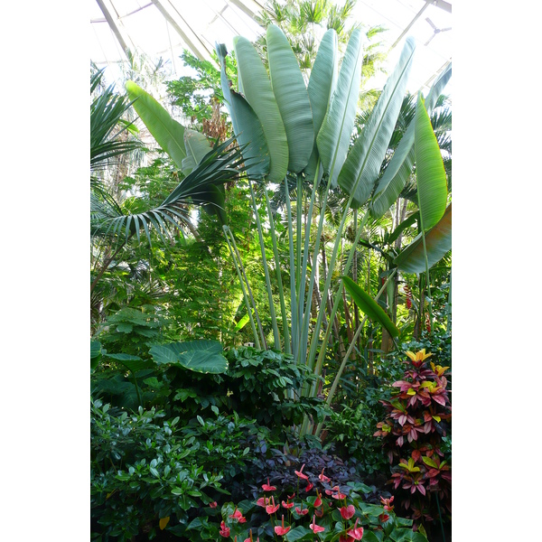 照片 法国(France) 尼斯(Nice) 凤凰公园(Phoenix Parc) 2007-10 40