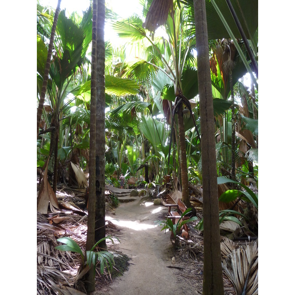 照片 塞舌尔(Seychelles) 五月谷(Vallee de Mai) 2011-10 89
