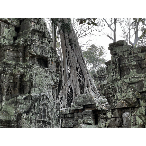 照片 柬埔寨(Cambodia) 暹粒(Siem Reap) 塔布茏寺(Ta Prohm) 2023-01 130