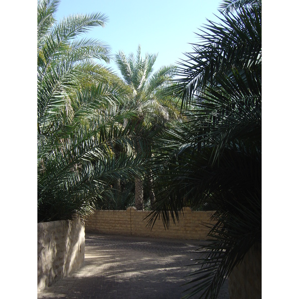 照片 阿联酋(United Arab Emirates) 艾因(Al Ain) 艾因绿洲(Al Ain Oasis) 2005-03 19